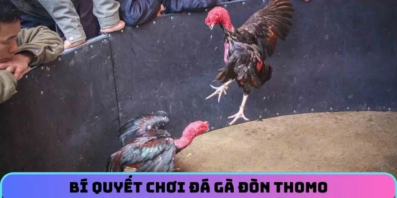 da-ga-don-thomo-bi-quyet
