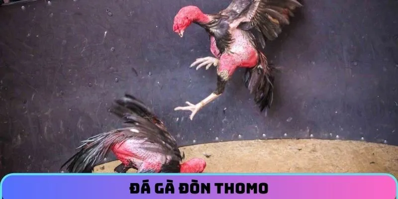 da-ga-don-thomo-bia