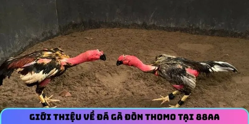 da-ga-don-thomo-gioi-thieu