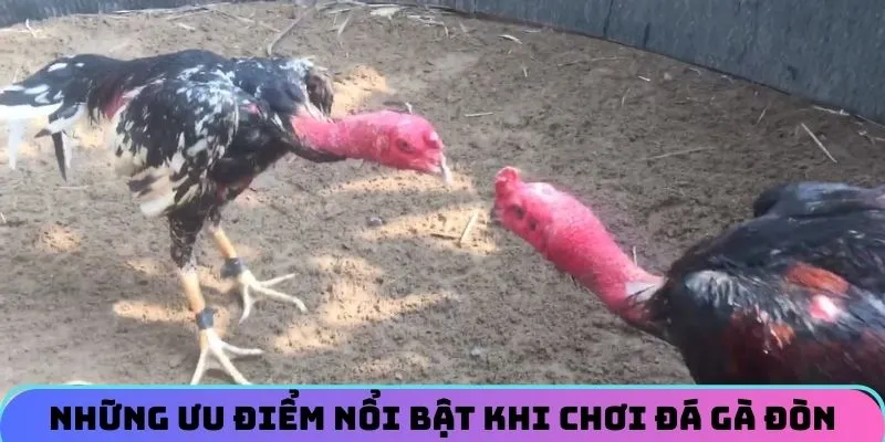 da-ga-don-thomo-uu-diem